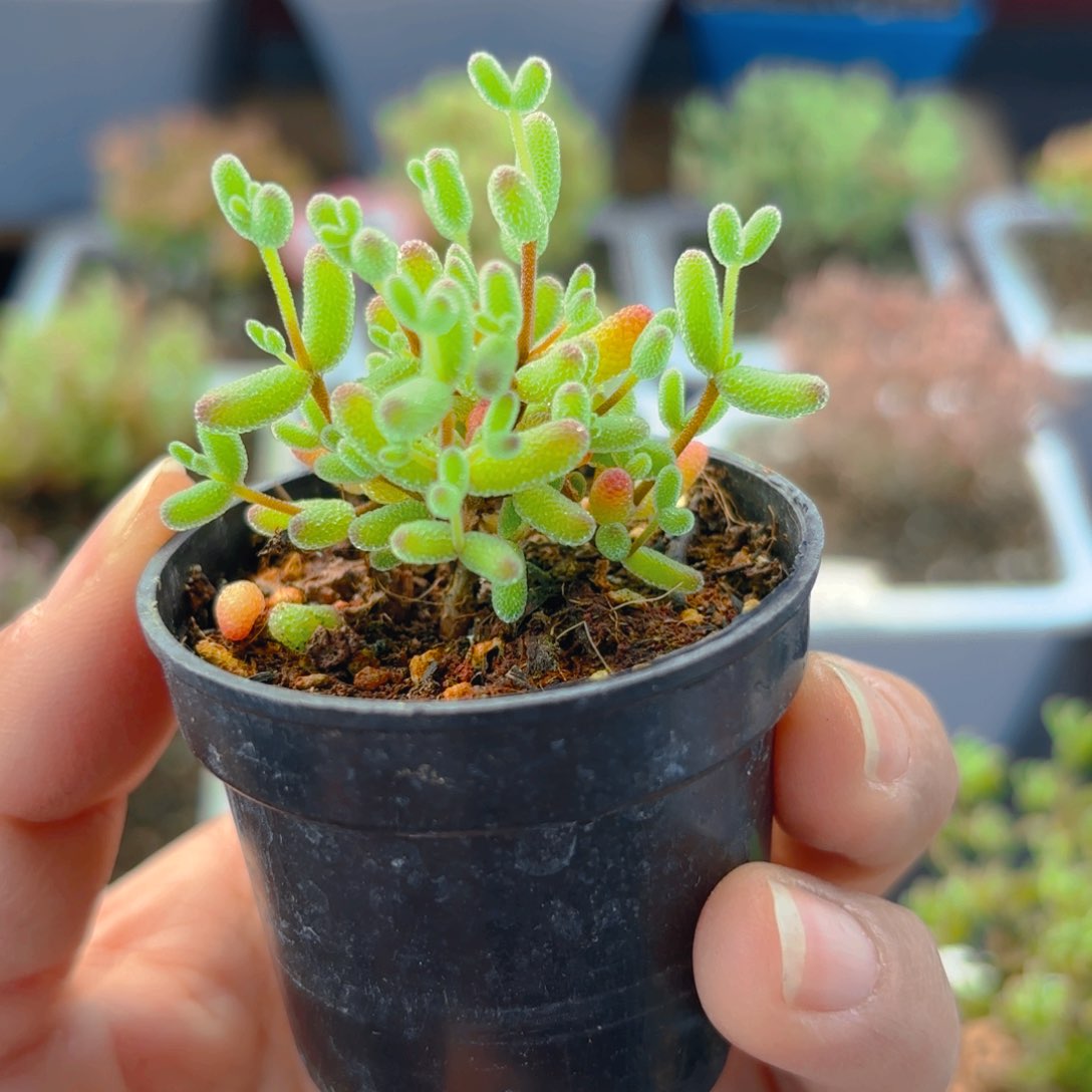 实生蜜叶糖球909。     