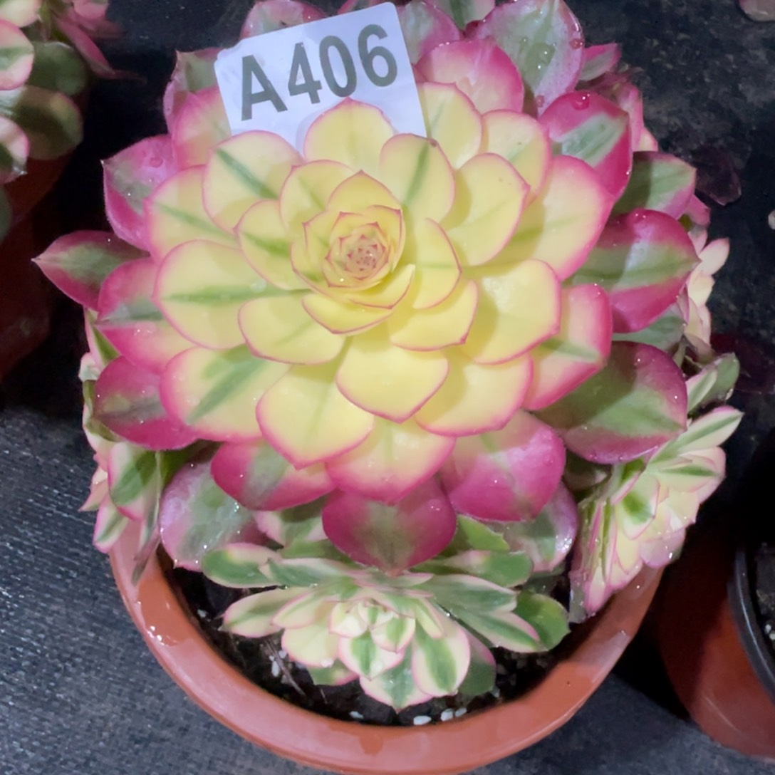 钿****奶倾城406初六发货