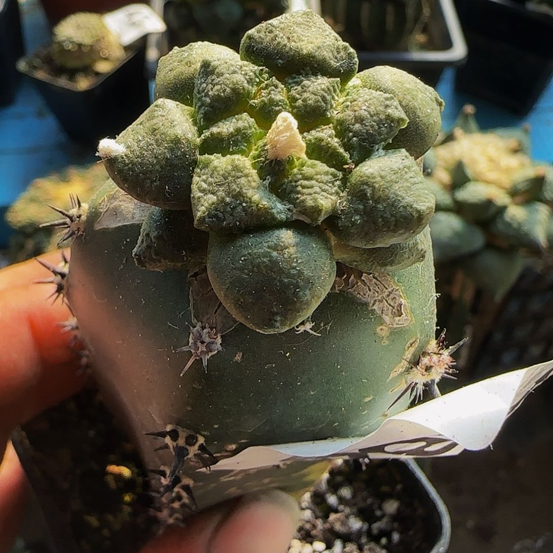 小尤连山284仙人球