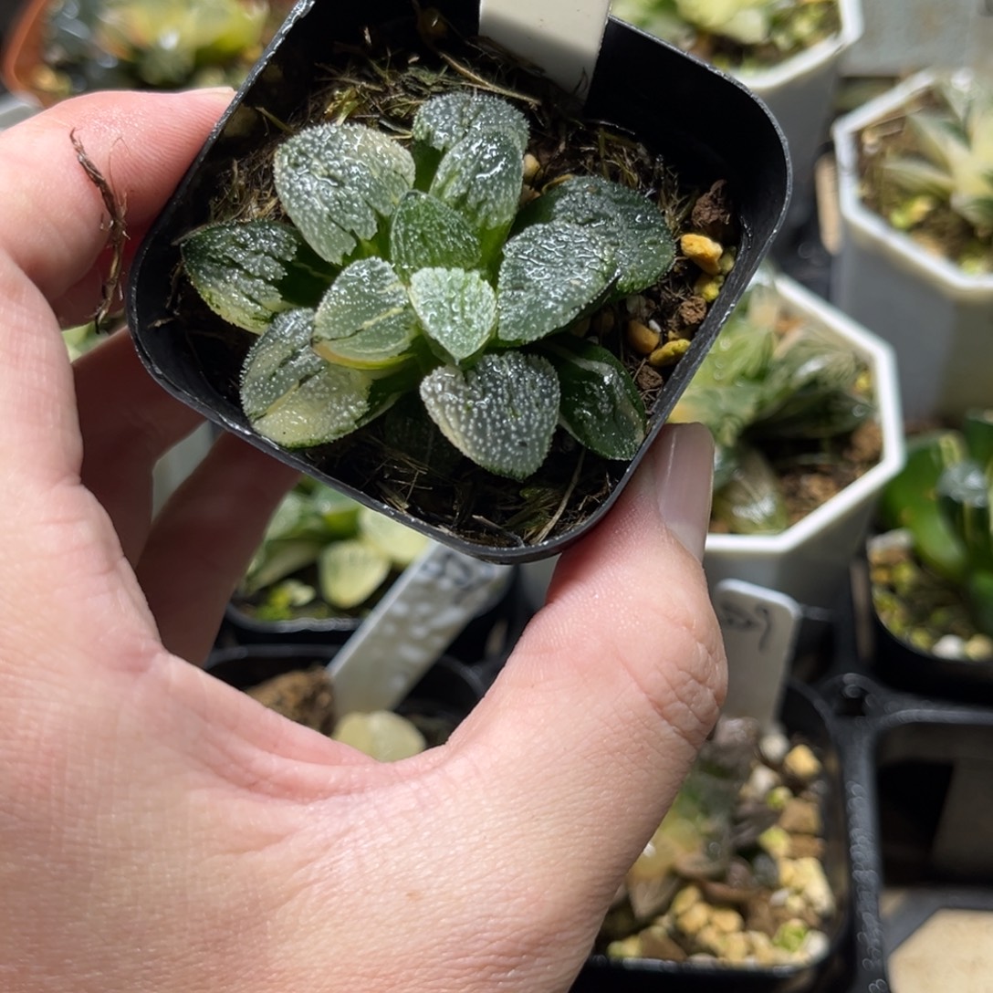 502雪之礼磨面寿锦一物一拍