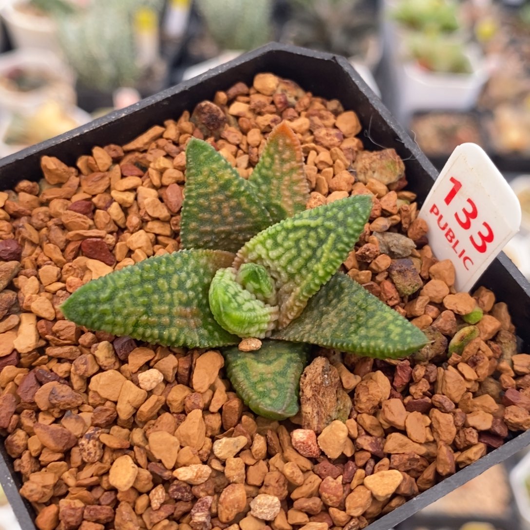 不开花植物133大理石女王