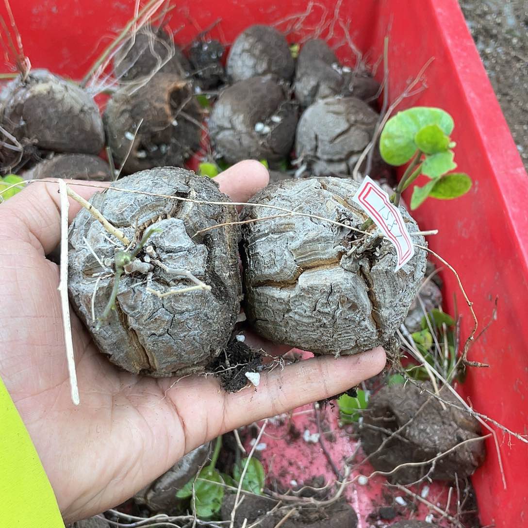 龟甲龙一物一拍1588号2颗