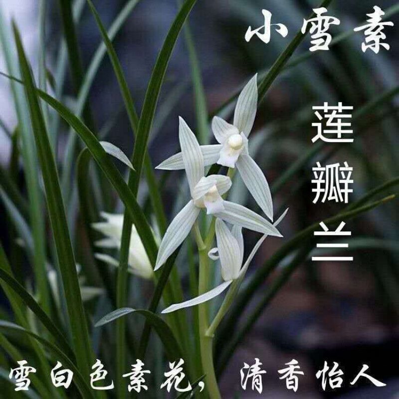 莲瓣兰直播间下单窗口请勿拍，小雪素5苗起拍不含运费，运费加20元