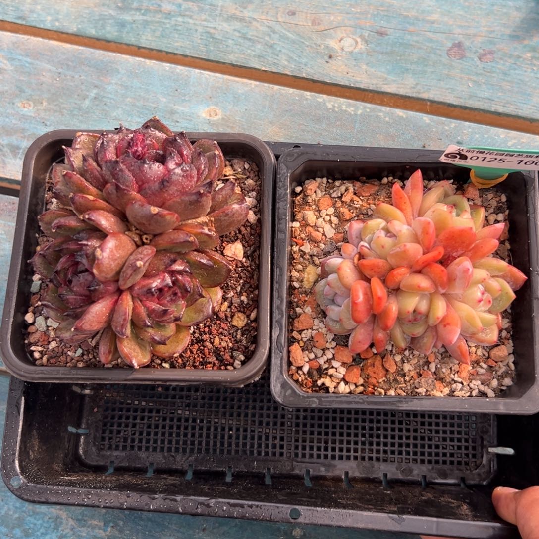 多肉一物一拍0125-100