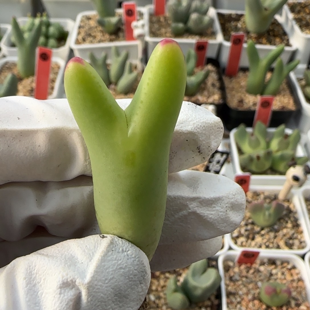 M***M1-3-当天满38包邮黄皮皮卡丘脱土