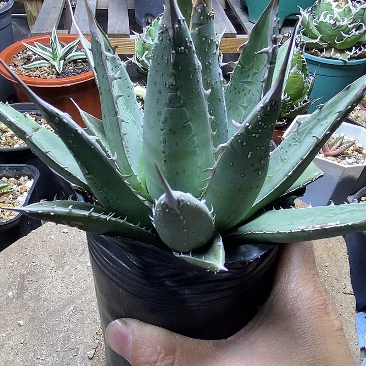 馨***贝帝释天。          