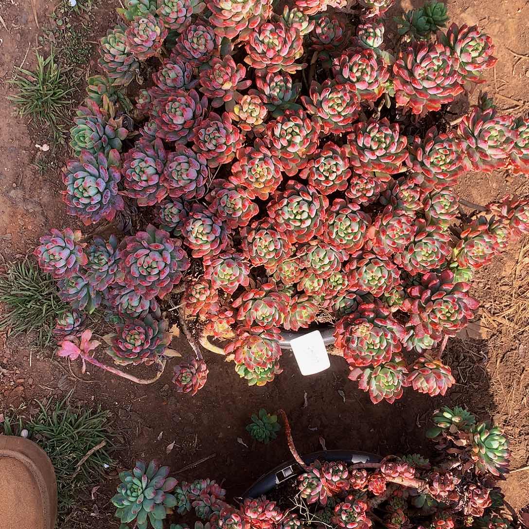 理***由    蓝苹果多肉26043