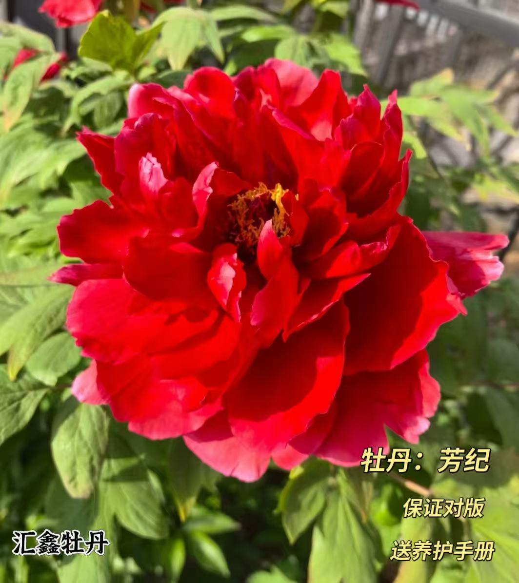 【芳纪】红色山东菏泽基地直发适宜地栽盆栽庭院种植观赏植物
