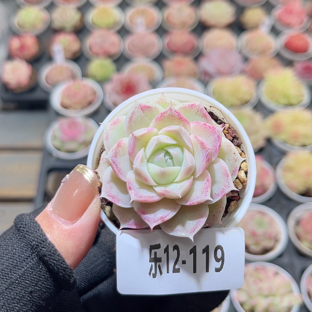 乐12-119 麦秆单头