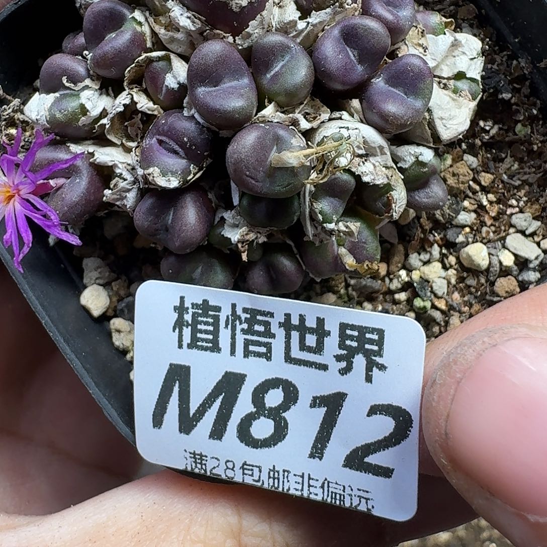 多肉植物的润泽gjn