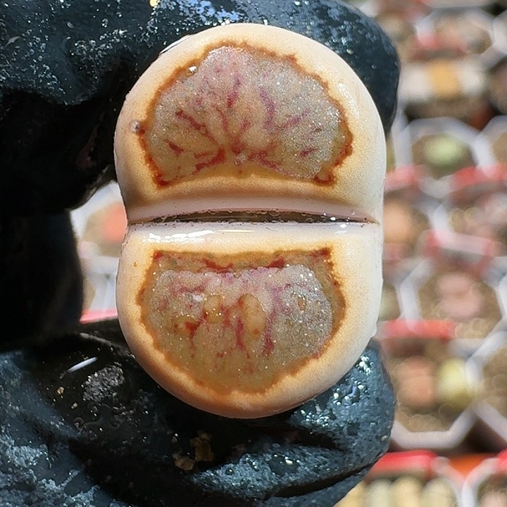 生石花11111111。   191