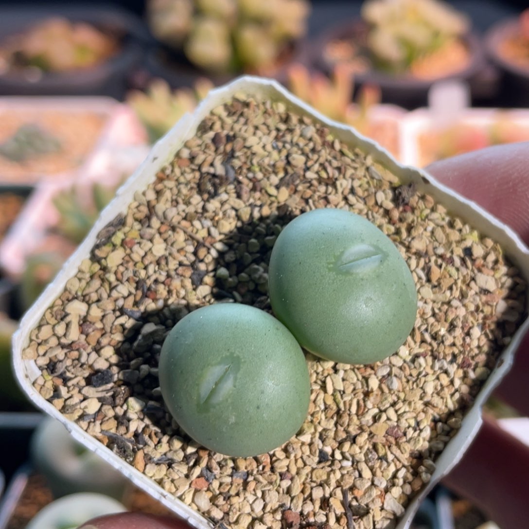 双头白花大g嘟嘟嘴植物一物一拍