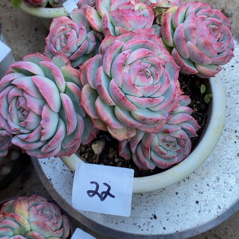 【闪购商品】浅****づ多肉植物