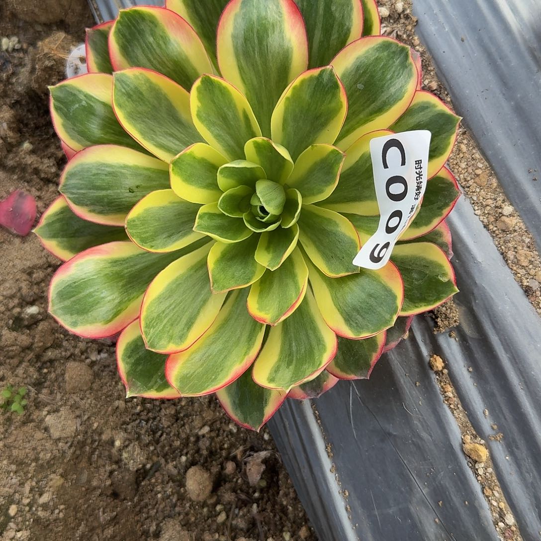 快***边009到春费用。多肉植物