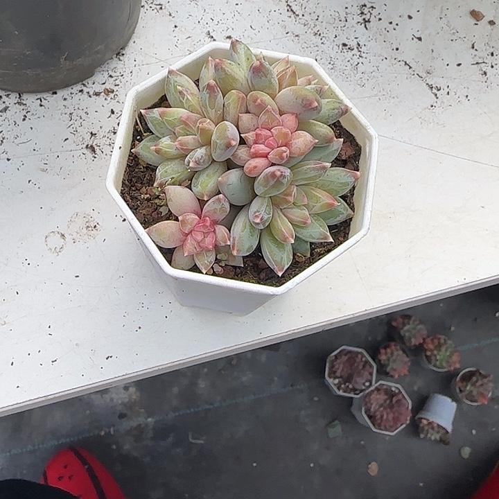 青蛙王子儿童牙膏套装11