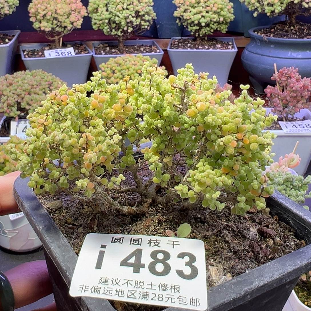 483小小米福利一物一拍