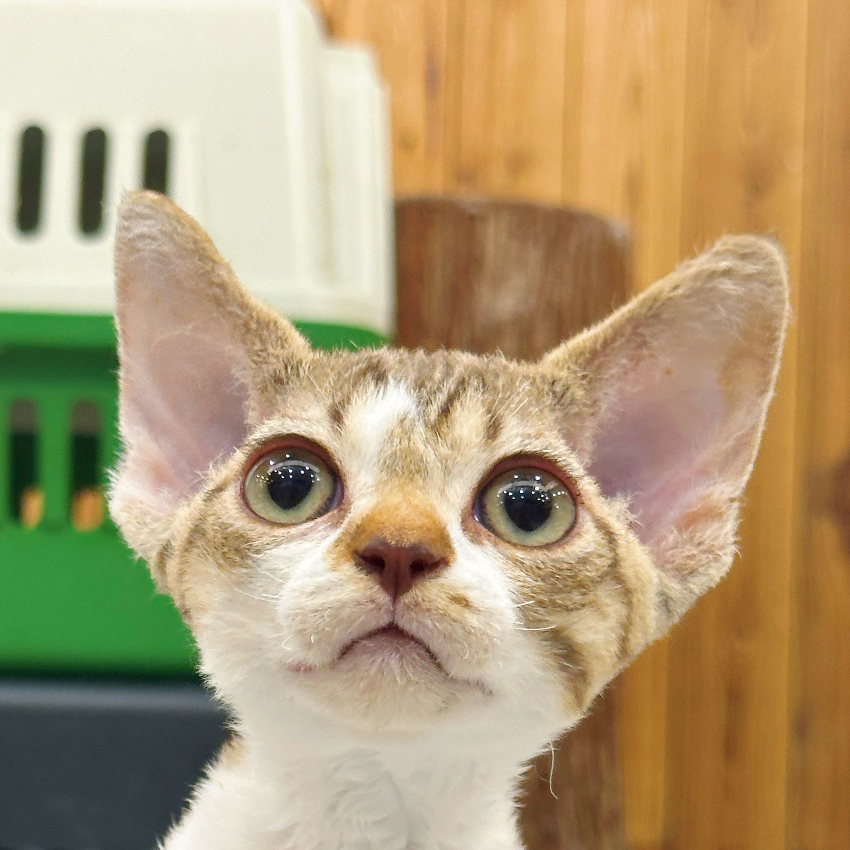 来了姊妹-棕白德文猫-妹妹-14