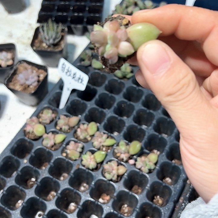 乌拉克拉 满10颗包邮