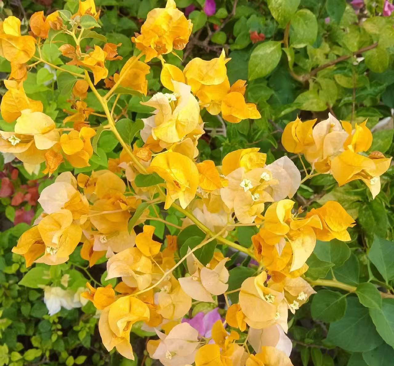 【绿叶浅黄】盆苗三角梅四季开花好看室内外绿植带花带盆庭院阳台