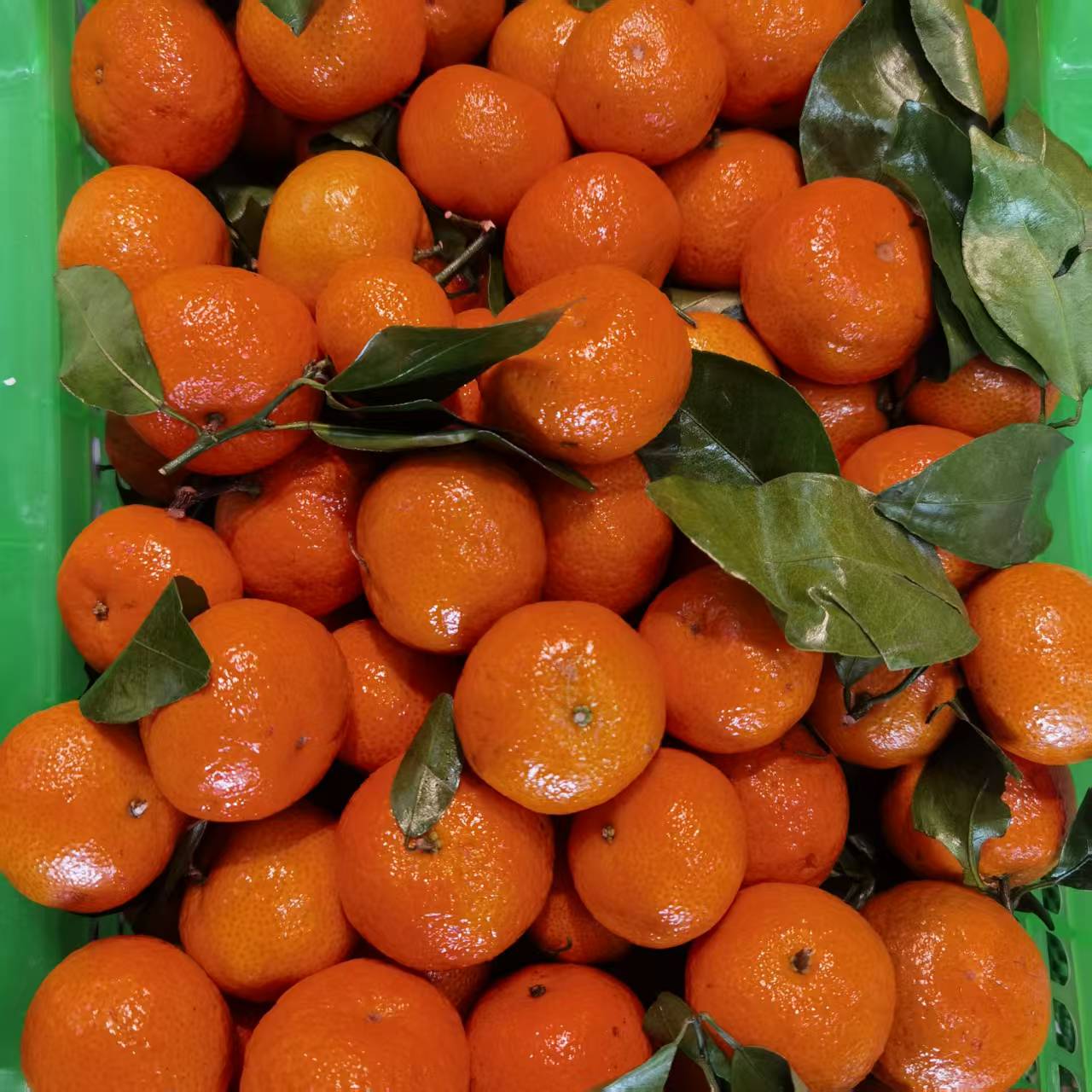 广西一级沙糖桔500g