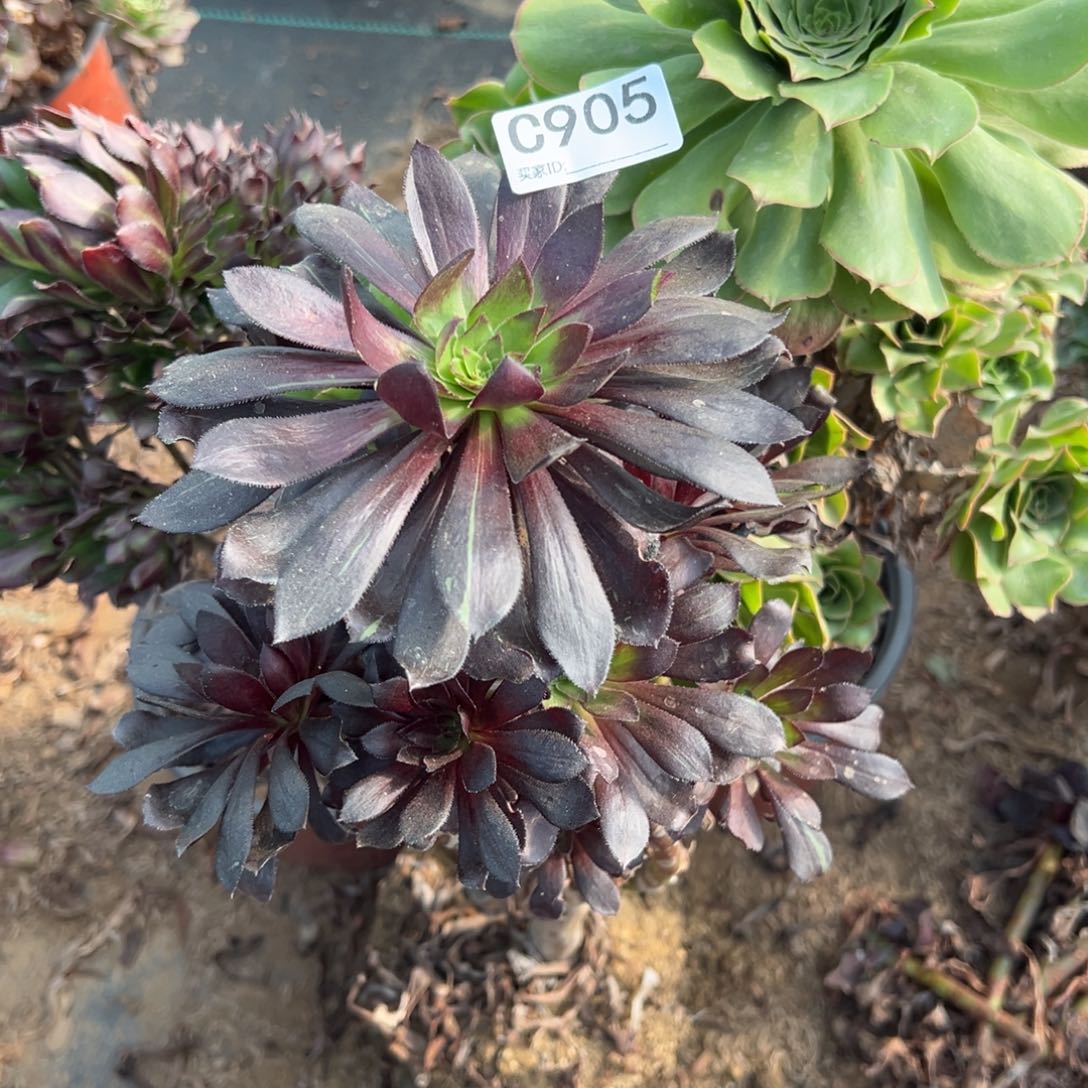 905三颗组合多肉植物法师