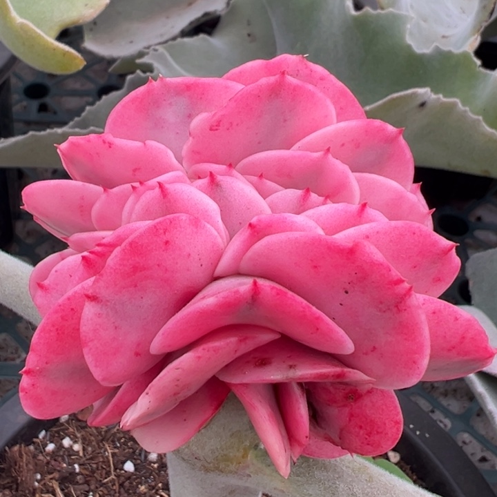 大河之舞锦缀化一物一拍