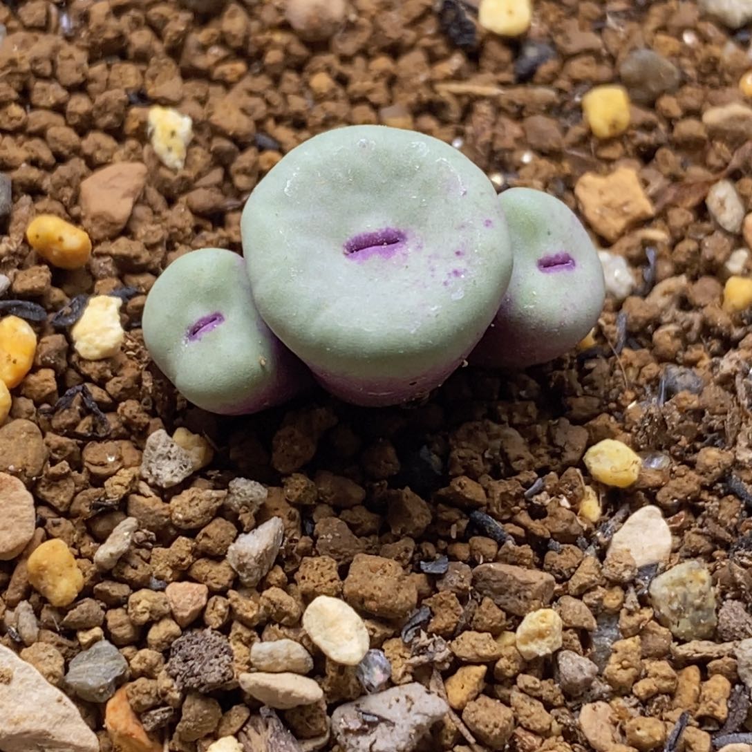 1380b小红嘴三头1380b小红嘴三头