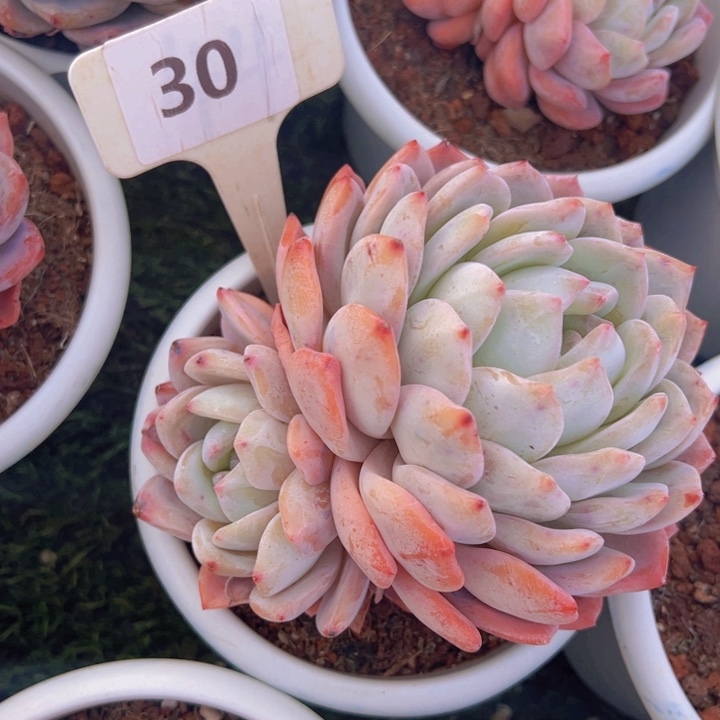 健健康康平平安安