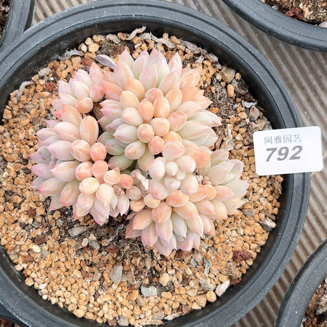 阿雅园艺。            792