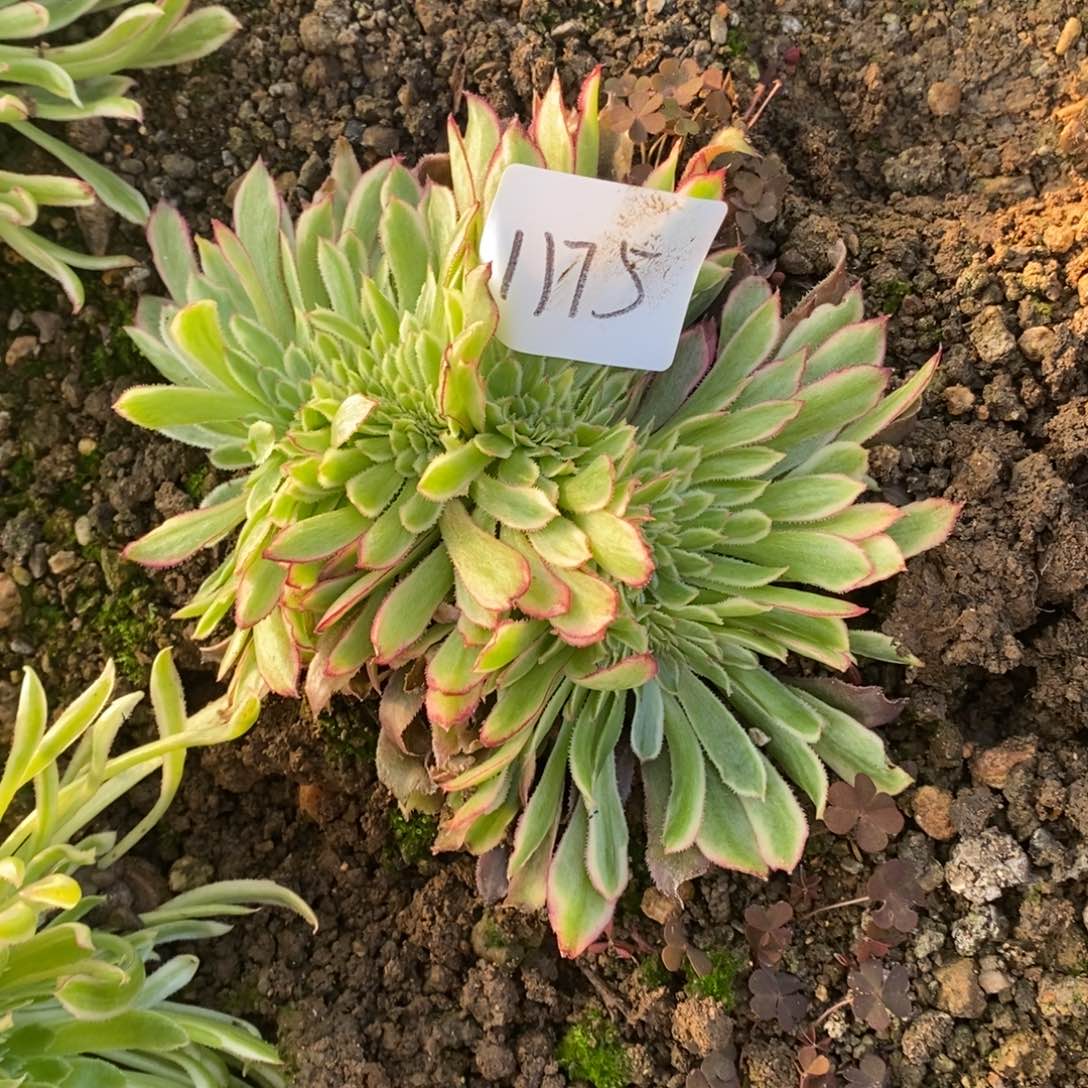 1175粉黛缀多肉植物