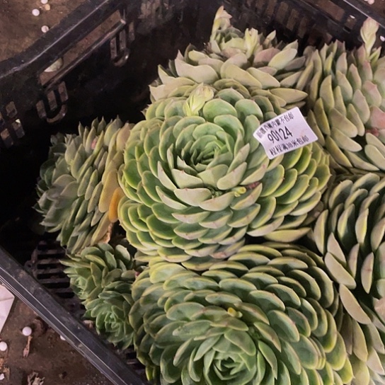 哈****哈昂斯诺90124多肉