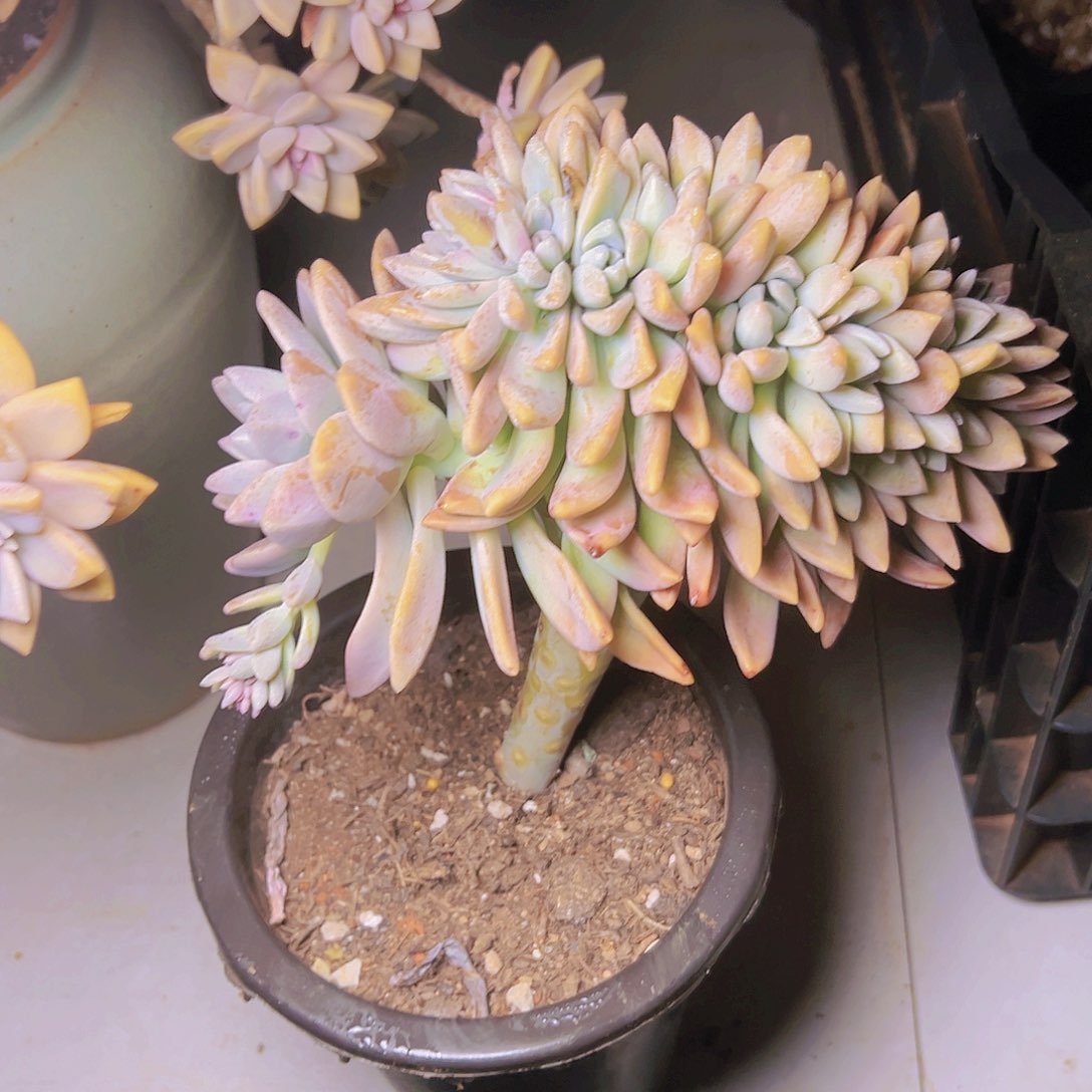 多肉一个基地直发编号12