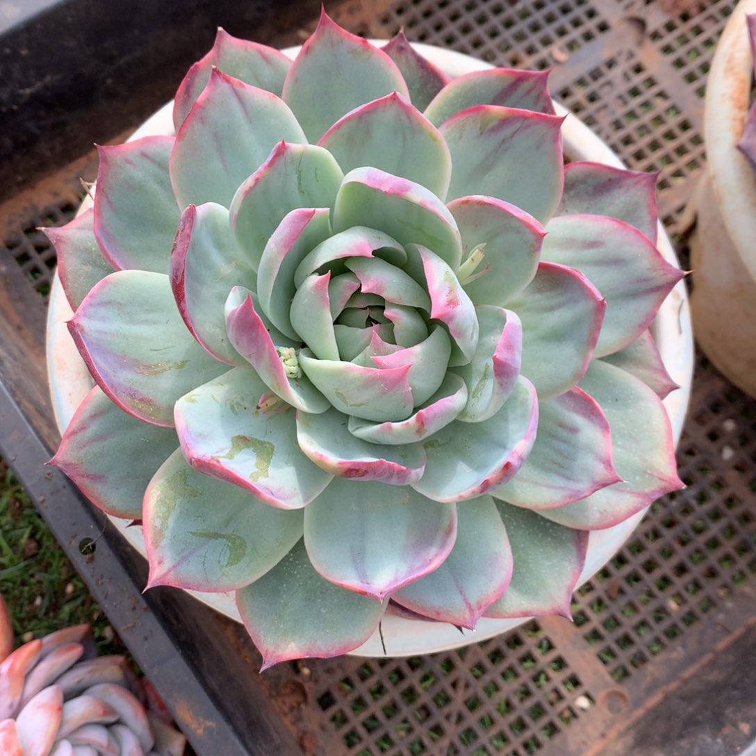 惊鸿仙子一物一拍00000