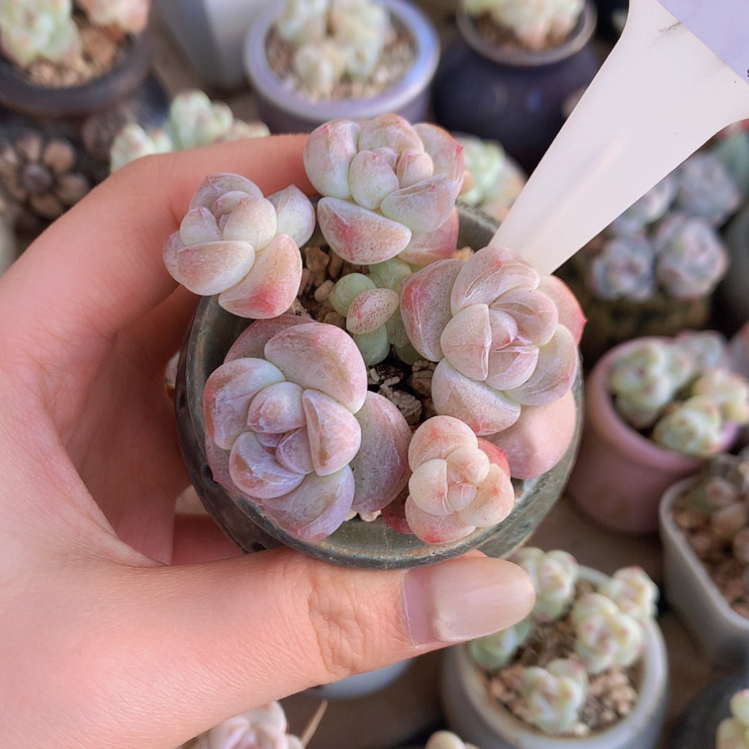 shan带盆土发五头冰玉