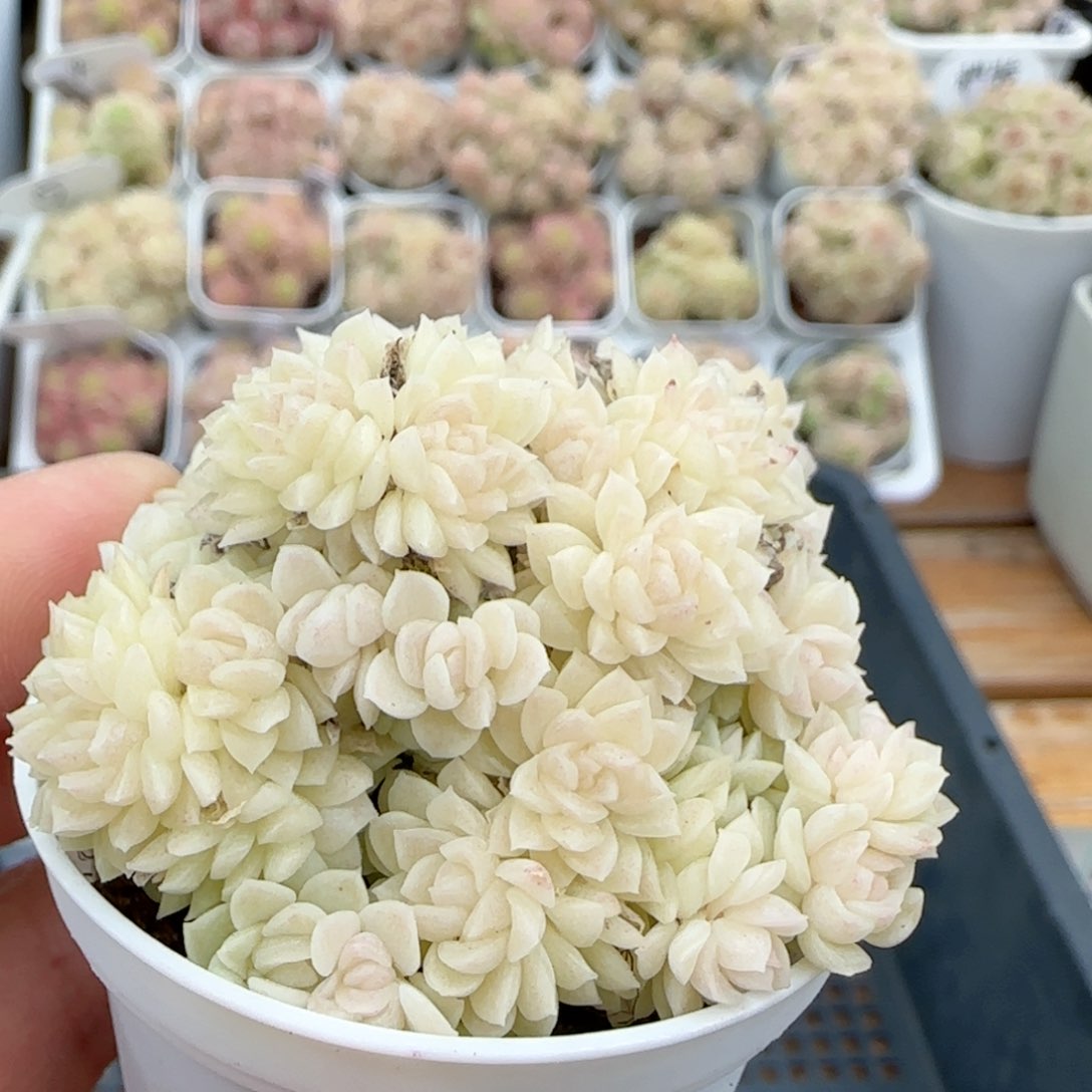 【闪购商品】0224-9白珠光麦杆