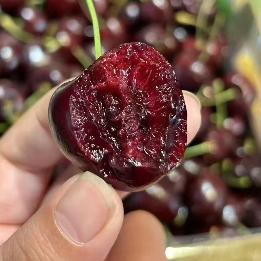 （海运3件3J）智利进口车厘子脆甜，内附果径卡，净重g）桑提娜樱桃智利