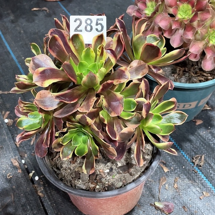 欧佳丽285   冠幅20