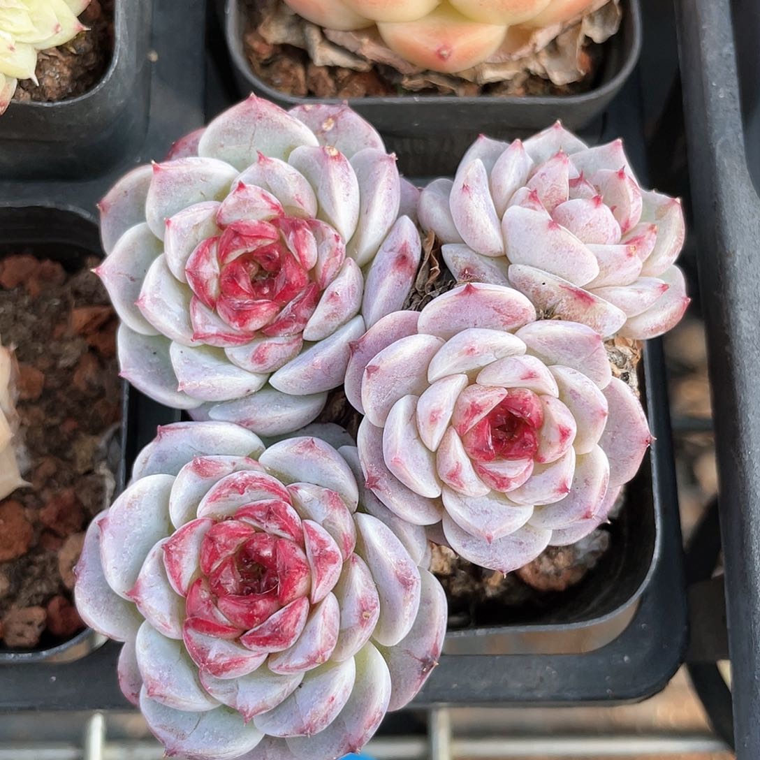 优选天鹅绒福利9029