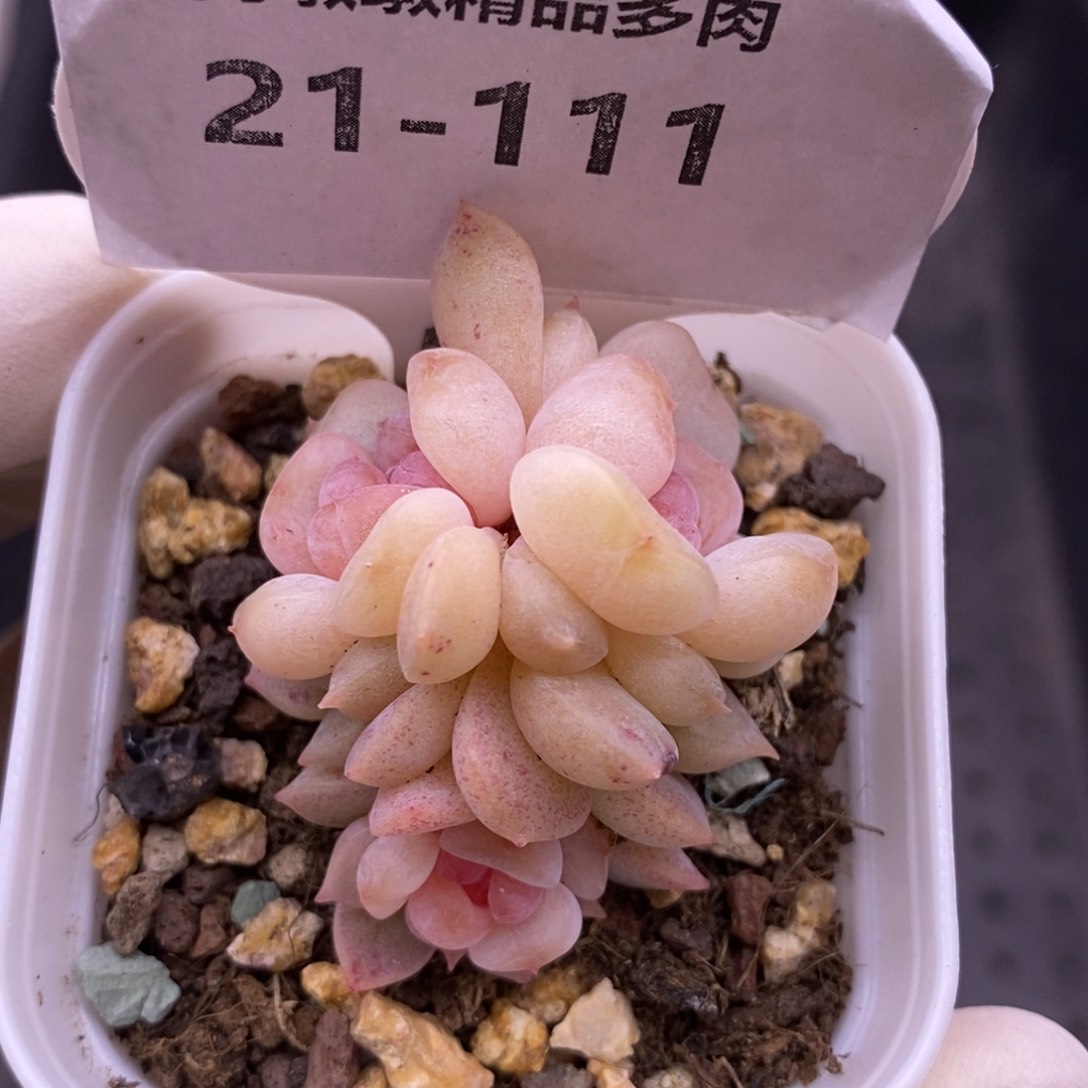 【闪购商品】21-111云岚