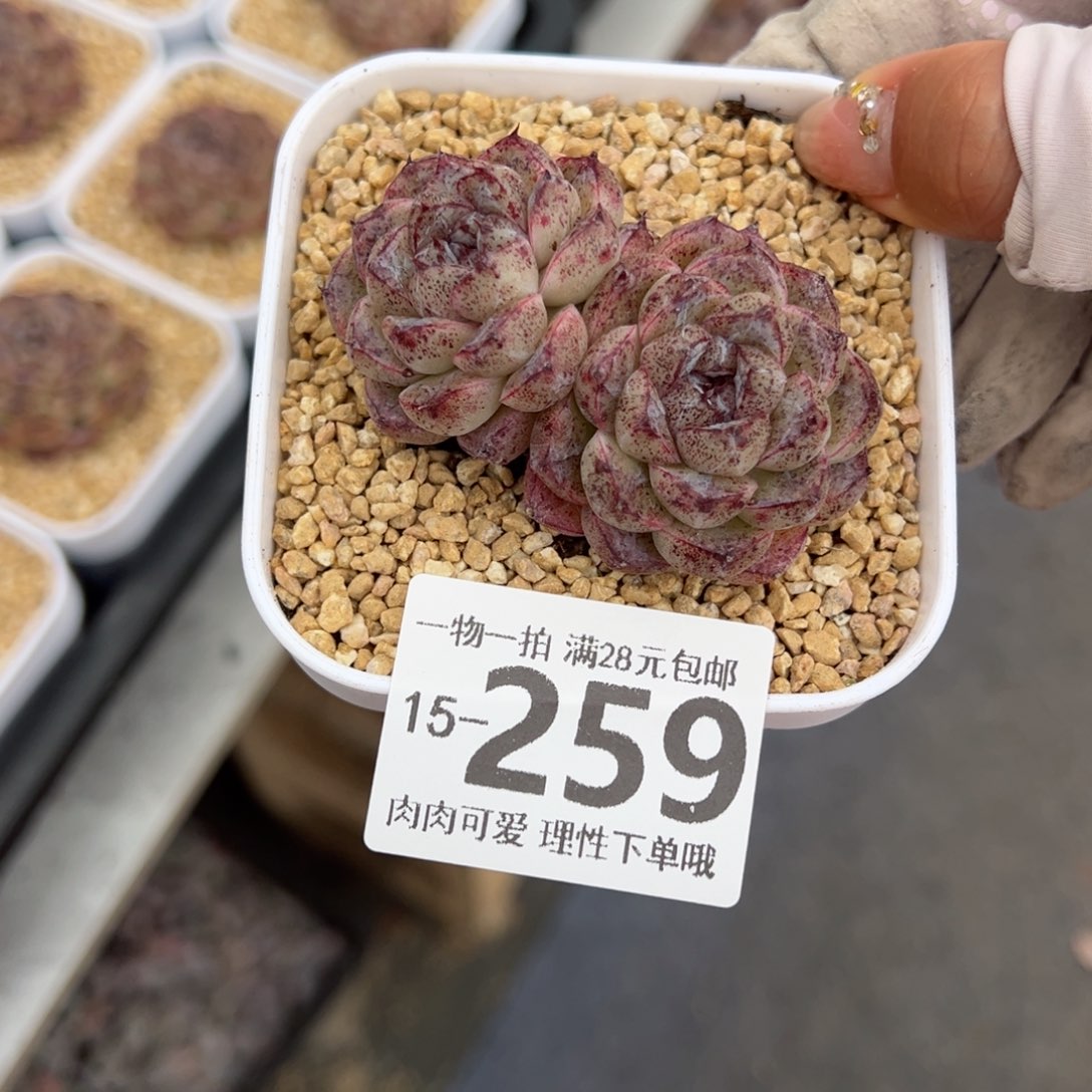 赤水晶多肉多多肉多肉多肉多肉