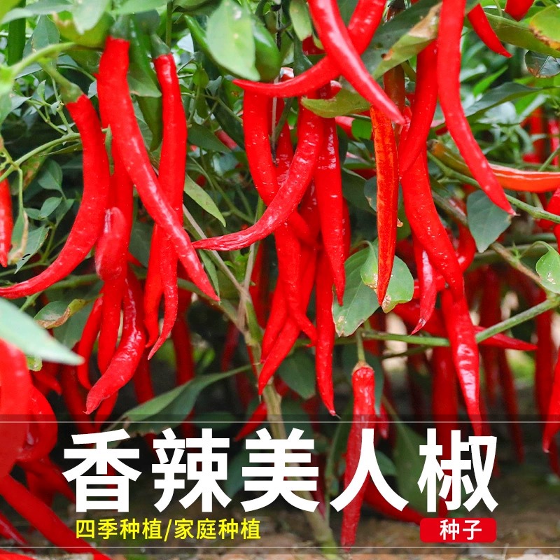 【美人椒种子】摘不败红尖椒长辣椒种子香辣种籽四季盆栽蔬菜种子