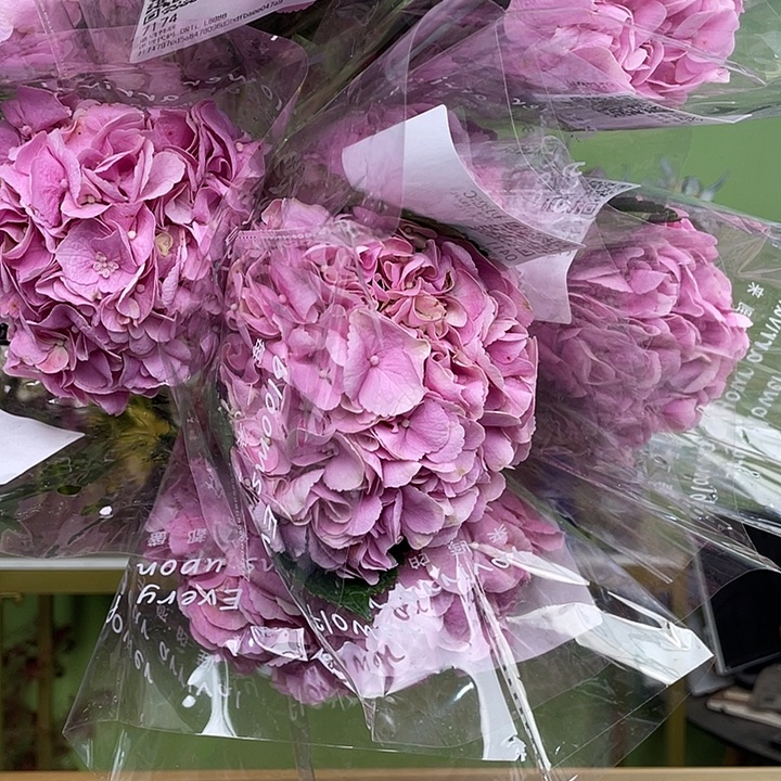 完全开放初恋C8支