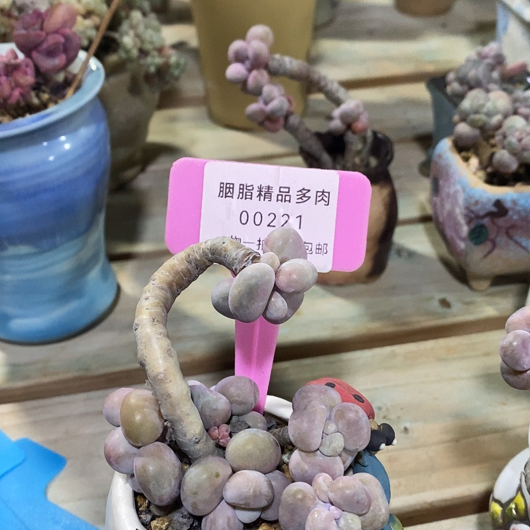 00221户籍图我哦组