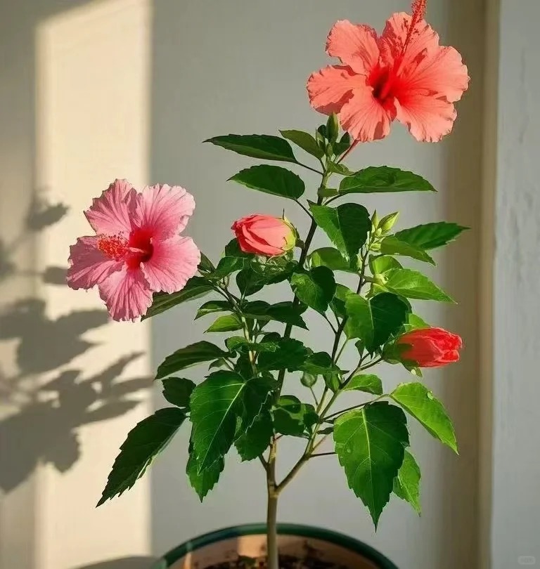 扶桑花盆栽四季开花庭院阳台花卉