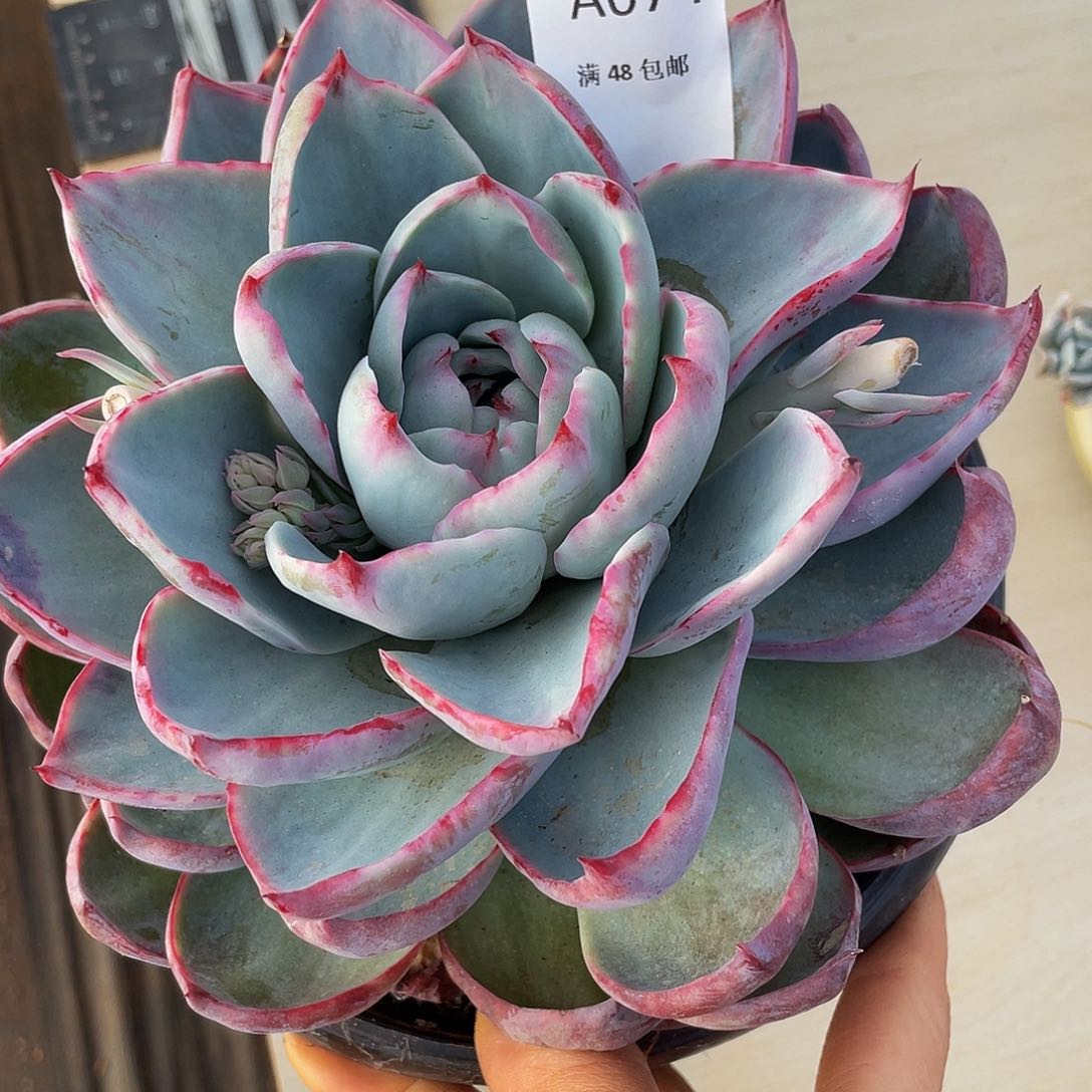 惊鸿多肉多肉多肉074号