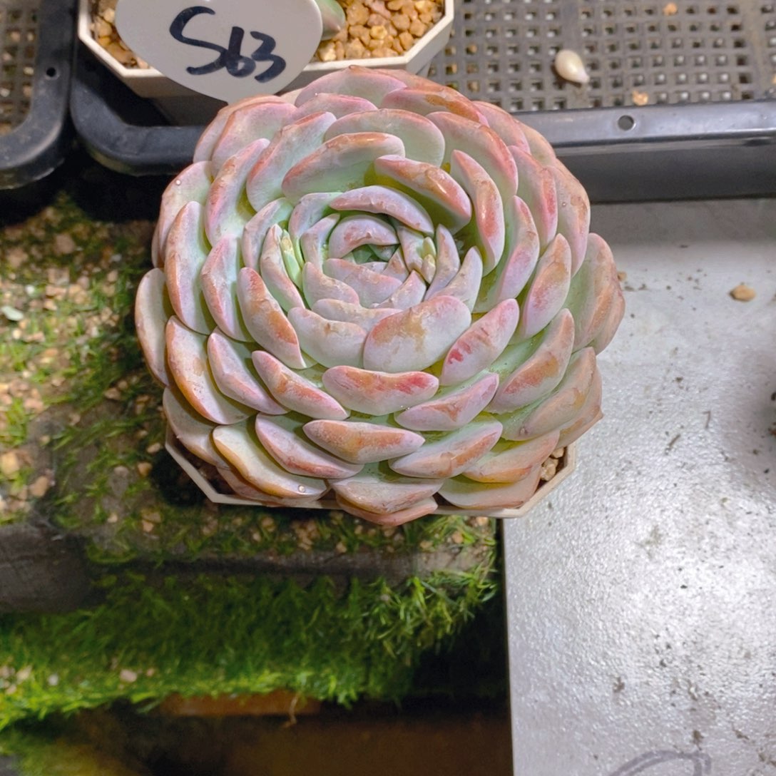 卢**丫红颜冰魄单头