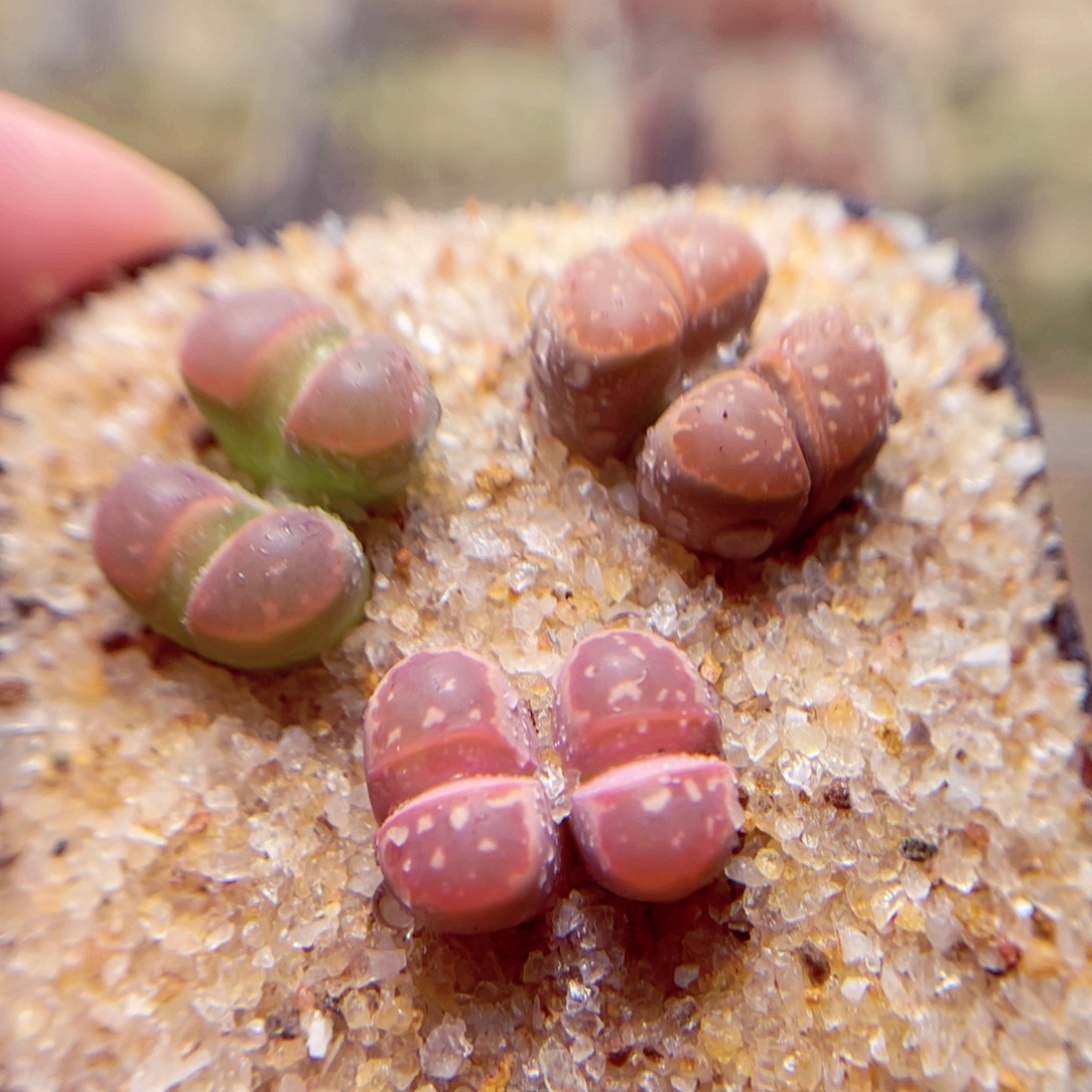 518号带盆包邮发货