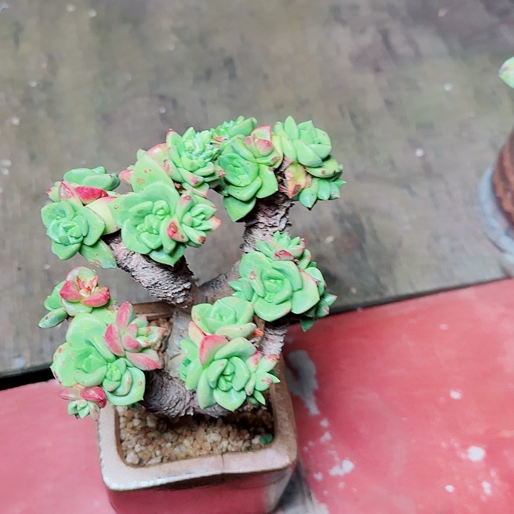 萍***6505苹果叶仙女杯多肉