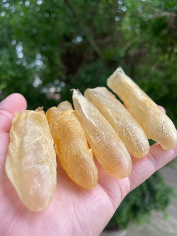 【开播福利】厚肉咸水黄花胶精选品质可炖汤滋补营养鱼胶干货礼盒