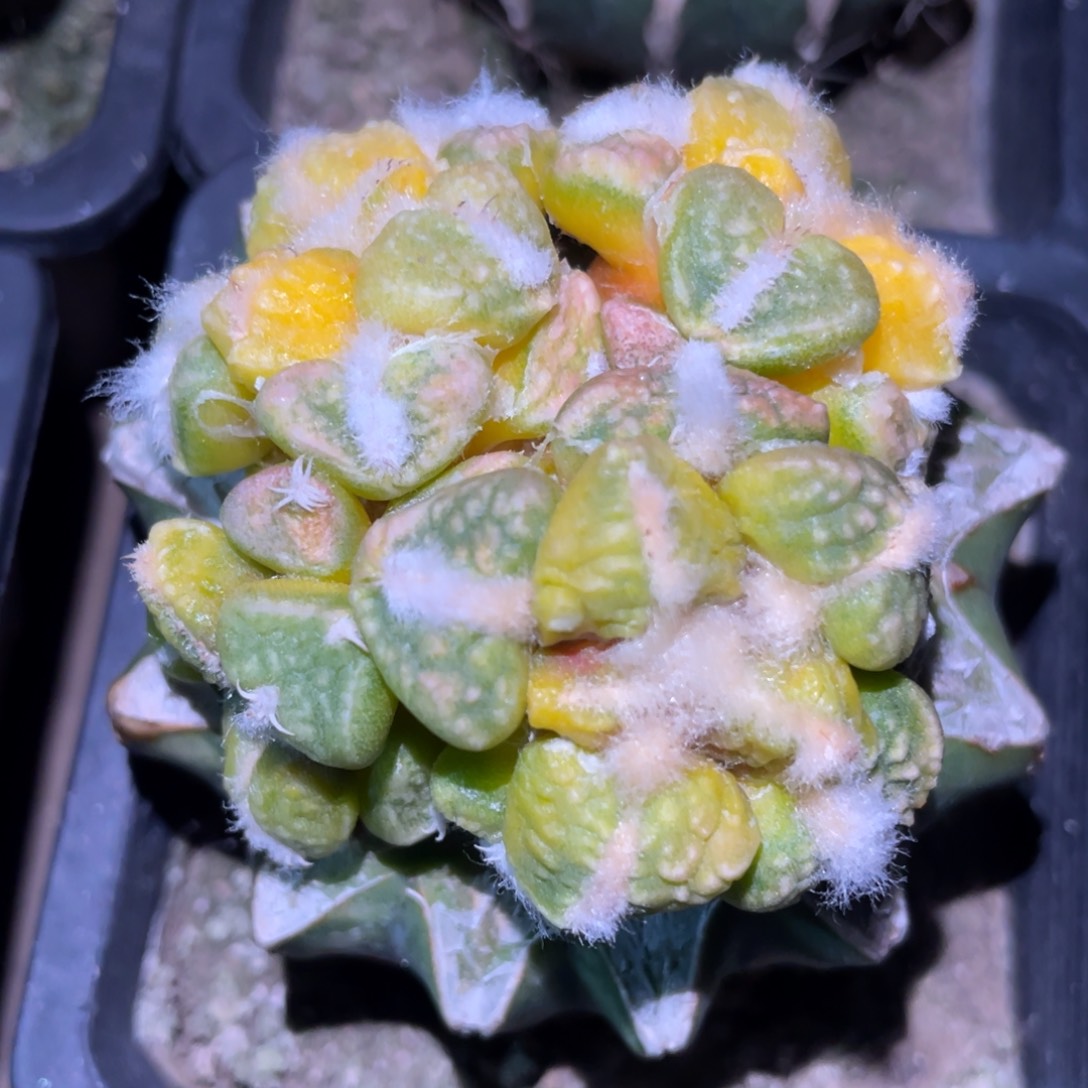 四头连体丸犹连山牡丹锦群体 仙人球